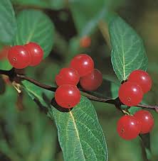 Attēlu rezultāti vaicājumam “Lonicera tatarica fruit”