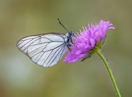Attēlu rezultāti vaicājumam “Aporia crataegi female”
