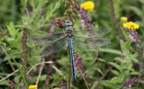 Attēlu rezultāti vaicājumam “Aeshnidae”