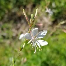Attēlu rezultāti vaicājumam “Oenothera rubricauli flower”