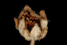 Attēlu rezultāti vaicājumam “Potentilla argentea bud”