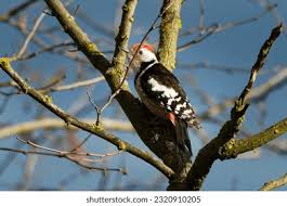 Attēlu rezultāti vaicājumam “Dendrocopos medius”