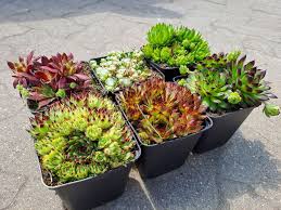 Image result for echtes Hauswurz