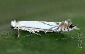 Attēlu rezultāti vaicājumam “Lyonetia prunifoliella”