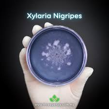 Attēlu rezultāti vaicājumam “Didymium nigripes young”