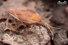 Attēlu rezultāti vaicājumam “Physatocheila smreczynskii”