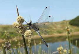 Attēlu rezultāti vaicājumam “Leucorrhinia albifrons”