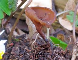 Attēlu rezultāti vaicājumam “Dumontinia tuberosa”