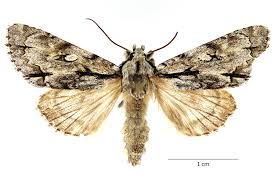 Attēlu rezultāti vaicājumam “Acronicta cuspis”