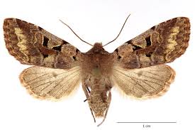 Attēlu rezultāti vaicājumam “Orthosia gothica”