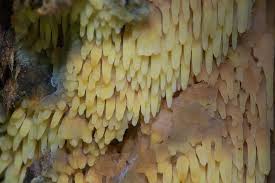 Attēlu rezultāti vaicājumam “Sarcodontia crocea”