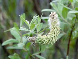 Attēlu rezultāti vaicājumam “Salix lapponum”