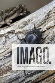 Attēlu rezultāti vaicājumam “Dorcus parallelopipedus”