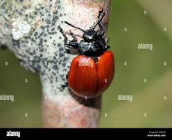 Attēlu rezultāti vaicājumam “Chrysomela populi”