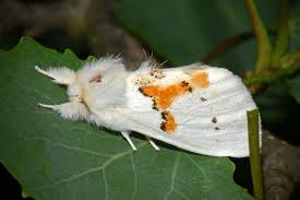 Attēlu rezultāti vaicājumam “Leucodonta bicoloria”