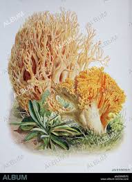 Attēlu rezultāti vaicājumam “Ramaria flava”