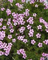 Attēlu rezultāti vaicājumam “Silene borysthenica bud”