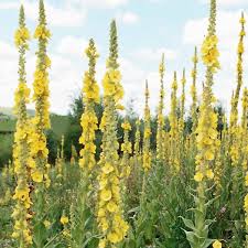 Image result for Verbascum densiflorum