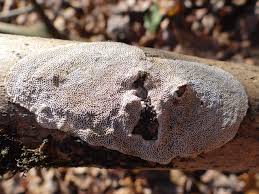 Attēlu rezultāti vaicājumam “Ceriporia”