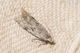 Attēlu rezultāti vaicājumam “Carpatolechia proximella”