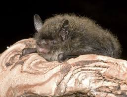 Attēlu rezultāti vaicājumam “Myotis brandtii”