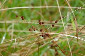 Attēlu rezultāti vaicājumam “Juncus articulatus”