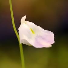 Image result for Utricularia