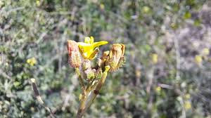 Attēlu rezultāti vaicājumam “Diplotaxis muralis flower”
