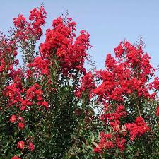 Image result for Lagerstroemia