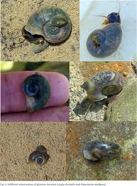 Attēlu rezultāti vaicājumam “Ancylus fluviatilis”