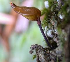 Attēlu rezultāti vaicājumam “Buxbaumia aphylla sporophyte”