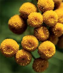 Attēlu rezultāti vaicājumam “Tanacetum vulgare flower”