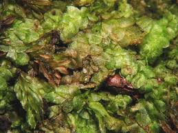 Attēlu rezultāti vaicājumam “Calypogeia neesiana”