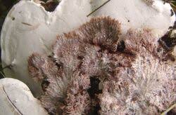 Attēlu rezultāti vaicājumam “Sporophagomyces chrysostomus”