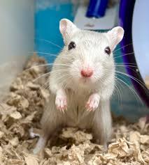 Image result for Gerbil