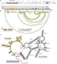 SHAPE-MaP of GAS5 RNA In Vitro Identifies a Modular Architecture ...