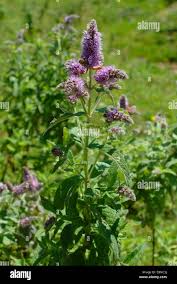 Attēlu rezultāti vaicājumam “Mentha longifolia flower”