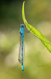 Attēlu rezultāti vaicājumam “Enallagma cyathigerum male”