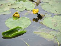 Attēlu rezultāti vaicājumam “Nuphar lutea fruit”