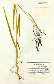 Attēlu rezultāti vaicājumam “Glyceria lithuanica”