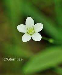 Attēlu rezultāti vaicājumam “Moehringia lateriflora flower”