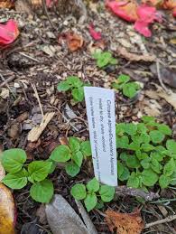 Attēlu rezultāti vaicājumam “Circaea alpina leaf”