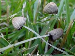 Attēlu rezultāti vaicājumam “Coprinus disseminatus”