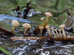 Attēlu rezultāti vaicājumam “Cudoniella clavus”