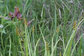 Attēlu rezultāti vaicājumam “Carex diandra leaf”