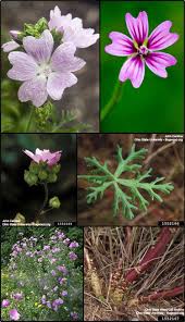 Image result for Malva moschata