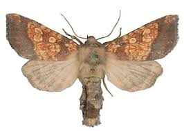 Attēlu rezultāti vaicājumam “Gortyna flavago”