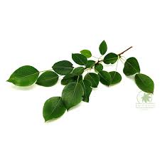 Attēlu rezultāti vaicājumam “Pyrus pyraster leaf”