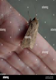 Attēlu rezultāti vaicājumam “Mythimna sp.”