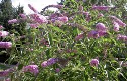 Attēlu rezultāti vaicājumam “Acalitus longisetosus”